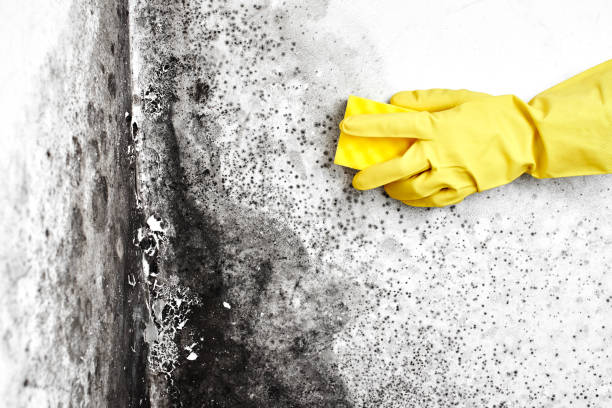 Best Black Mold Remediation in Mount Hope, NJ