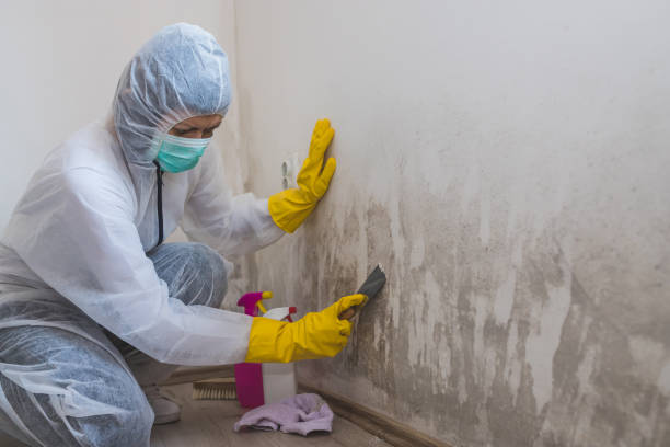Best Preventive Mold Services in Mount Hope, NJ