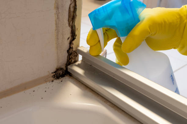 Best Attic Mold Remediation in Mount Hope, NJ