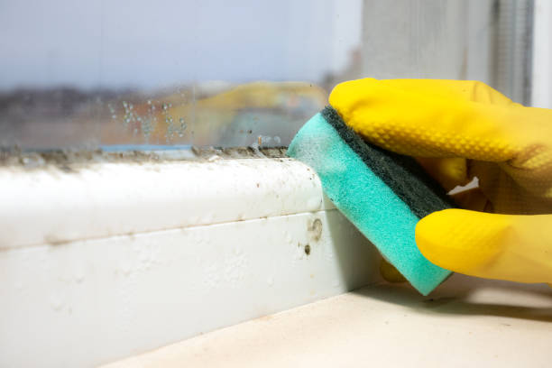 Best White Mold Remediation in Mount Hope, NJ