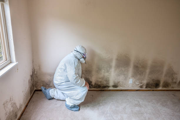 Best Mold Testing and Inspection Services in Mount Hope, NJ