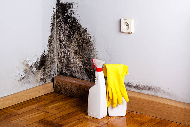 Best Black Mold Remediation in Mount Hope, NJ