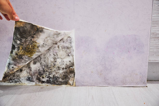 Best Basement Mold Remediation in Mount Hope, NJ